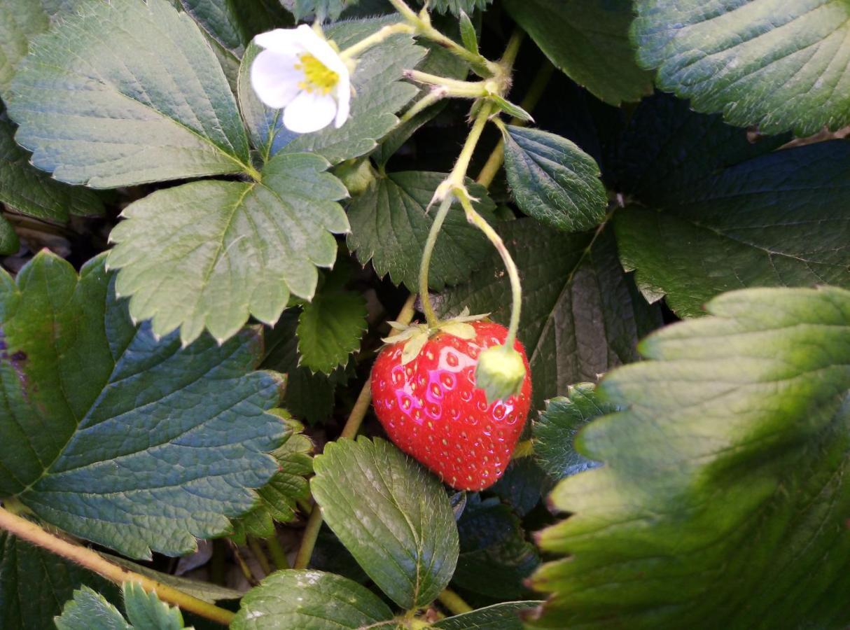 Homestay Fraisier, Artres - Valenciennes Querenaing